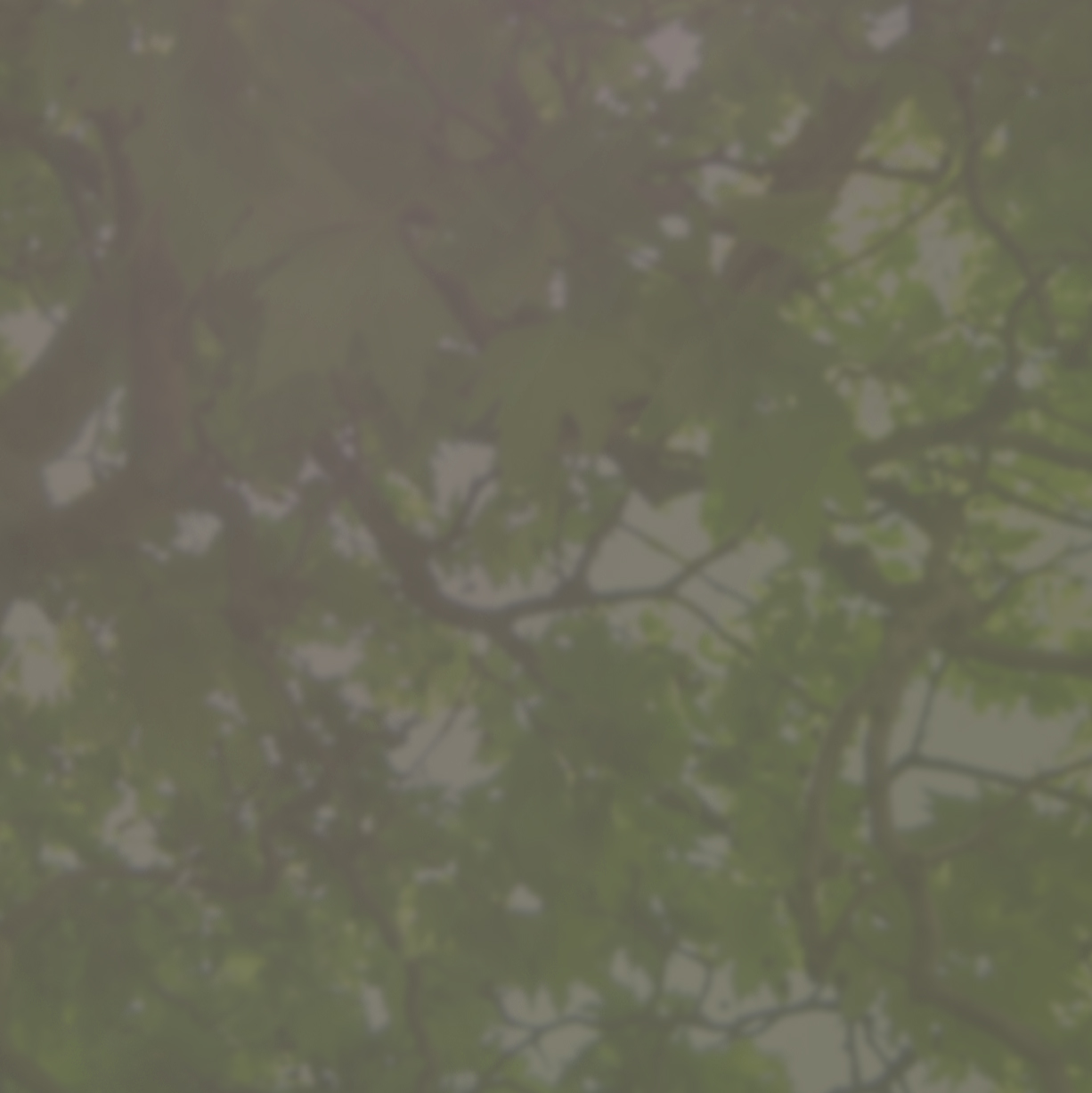 trees